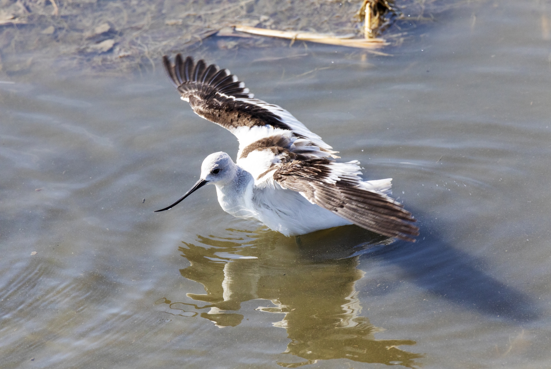 /gallery/north_america/USA/Texas/port aransas/American Avocet Port Aransas TX 2020-002_med.jpg